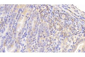 Detection of MUC5B in Mouse Small intestine Tissue using Polyclonal Antibody to Mucin 5 Subtype B (MUC5B) (MUC5B Antikörper  (AA 75-295))