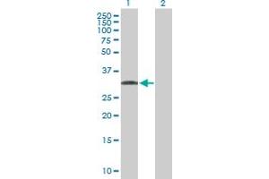 Western Blotting (WB) image for anti-C1q and Tumor Necrosis Factor Related Protein 7 (C1QTNF7) (AA 1-289) antibody (ABIN530306)