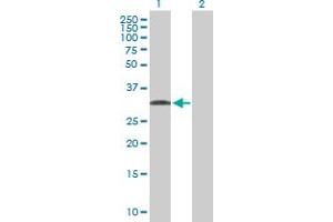 Western Blot analysis of C1QTNF7 expression in transfected 293T cell line by C1QTNF7 MaxPab polyclonal antibody. (CTRP7 Antikörper  (AA 1-289))