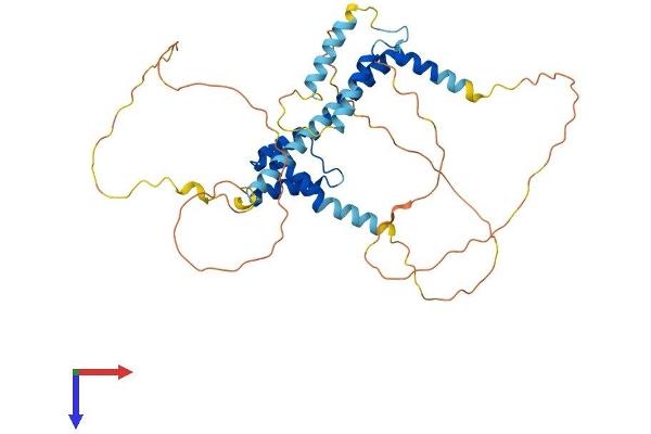 MEIS1 Protein (AA 1-390) (His tag)