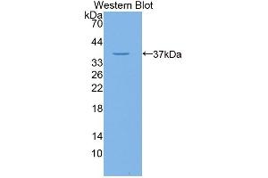 Detection of Recombinant GLVR1, Human using Polyclonal Antibody to Gibbon Ape Leukemia Virus Receptor 1 (GLVR1) (SLC20A1 Antikörper  (AA 251-510))