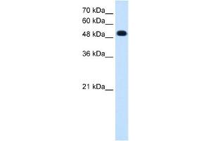 PTPRR antibody used at 0. (PTPRR Antikörper  (C-Term))