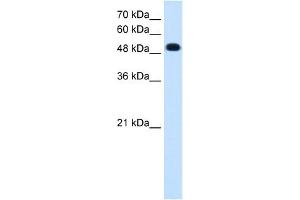 Western Blotting (WB) image for anti-Protein tyrosine Phosphatase, Receptor Type, R (PTPRR) (C-Term) antibody (ABIN635722)