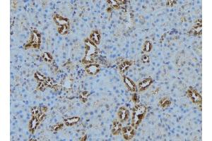 ABIN6278822 at 1/100 staining Mouse kidney tissue by IHC-P. (COX5B Antikörper  (Internal Region))