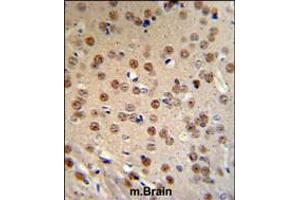 WTX Antibody IHC analysis in formalin fixed and paraffin embedded mouse brain tissue followed by peroxidase conjugation of the secondary antibody and DAB staining. (WTX Antikörper  (AA 681-708))