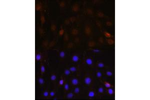 Immunofluorescence (IF) image for anti-Nuclear Receptor Binding Factor 2 (NRBF2) (AA 10-220) antibody (ABIN6144842)