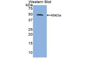 Western blot analysis of the recombinant protein. (IL-21 Antikörper  (AA 23-155))
