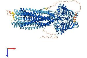 ABCB5 Protein (AA 1-1255) (His tag)