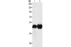 Gel: 10 % SDS-PAGE, Lysate: 40 μg, Lane 1-2: NIH/3T3 cells, Lncap cells, Primary antibody: ABIN7131317(TEKT1 Antibody) at dilution 1/500, Secondary antibody: Goat anti rabbit IgG at 1/8000 dilution, Exposure time: 10 minutes (TEKT1 Antikörper)
