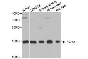 Western blot analysis of extracts of various cell lines, using RPS27A antibody. (RPS27A Antikörper  (AA 1-156))