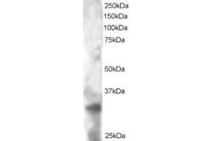 Western Blotting (WB) image for anti-Tetraspanin 32 (TSPAN32) (C-Term) antibody (ABIN2466105) (TSPAN32 Antikörper  (C-Term))