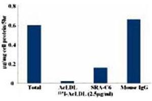 Neutralizing activity of SRA-C6 (20 ug/mL) : Inhibitory effect of MSR1 monoclonal antibody, clone SRA-C6  on the degradation of &sup125;I-AcLDL by human monocyte-derived macrophages (day 7). (Macrophage Scavenger Receptor 1 Antikörper)