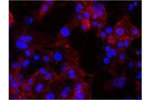 Immunofluorescence (IF) image for anti-Integrin, alpha 6 (ITGA6) antibody (ABIN2664749)