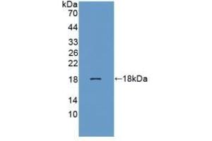 Detection of Recombinant REG3b, Rat using Polyclonal Antibody to Regenerating Islet Derived Protein 3 Beta (REG3b) (REG3B Antikörper  (AA 27-175))