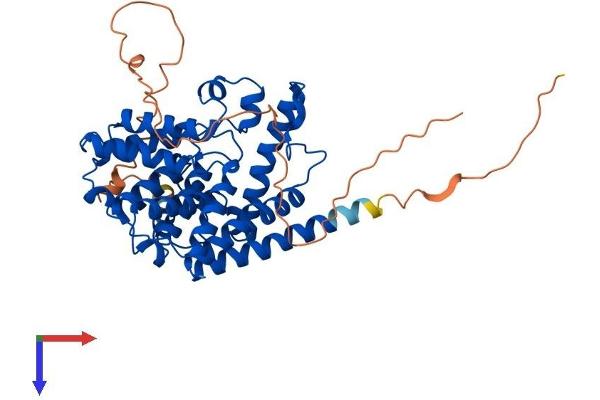 PDE7B Protein (AA 1-446) (His tag)