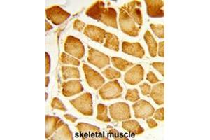 Formalin-fixed and paraffin-embedded human skeletal muscle reacted with COX4I1 Antibody (N-term), which was peroxidase-conjugated to the secondary antibody, followed by DAB staining.