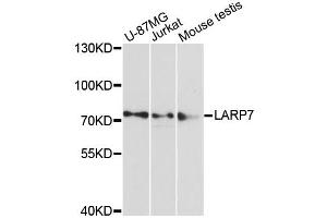 Western blot analysis of extracts of various cell lines, using LARP7 antibody (ABIN6290571) at 1:3000 dilution.