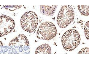Immunohistochemistry of paraffin-embedded Mouse testis tissue using EFHD1 Monoclonal Antibody at dilution of 1:200. (EFHD1 Antikörper)