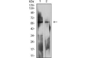 Western blot analysis using LILRB2 mouse mAb against MOLT4 (1) and K562 (2) cell lysate.