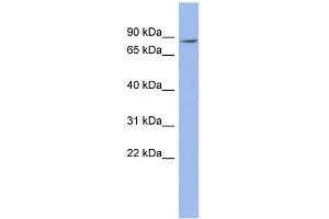 WB Suggested Anti-ZNF568 Antibody Titration:  0. (ZNF568 Antikörper  (N-Term))