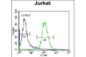 NKD2 Antibody (C-term) (ABIN656092 and ABIN2845435) flow cytometric analysis of Jurkat cells (right histogram) compared to a negative control cell (left histogram). (NKD2 Antikörper  (C-Term))