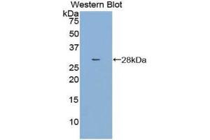 Western Blotting (WB) image for anti-Dihydropyrimidinase-Like 3 (DPYSL3) (AA 1-218) antibody (ABIN1858665) (DPYSL3 Antikörper  (AA 1-218))