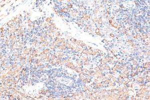Immunohistochemistry of paraffin-embedded rat spleen using CD274 Antibody (ABIN6291806) at dilution of 1:100 (40x lens).