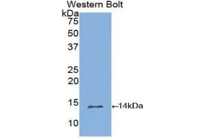 Western Blotting (WB) image for anti-Inhibin, beta B (INHBB) (AA 277-391) antibody (ABIN1174998) (INHBB Antikörper  (AA 277-391))