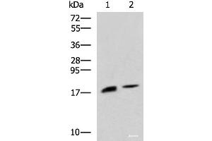 Western blot analysis of Rat pancreas tissue and Mouse pancreas tissue lysates using RNASE1 Polyclonal Antibody at dilution of 1:650 (RNASE1 Antikörper)