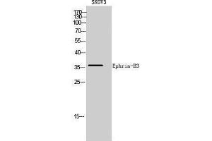 Western Blotting (WB) image for anti-Ephrin B3 (EFNB3) (C-Term) antibody (ABIN3184519) (Ephrin B3 Antikörper  (C-Term))