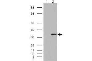 293 overexpressing AIP and probed with AIP polyclonal antibody  (mock transfection in first lane), tested by Origene. (AIP Antikörper)