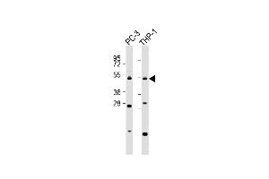 All lanes : Anti-C Antibody (C-Term) at 1:2000 dilution Lane 1: PC-3 whole cell lysates Lane 2: THP-1 whole cell lysates Lysates/proteins at 20 μg per lane. (CPA5 Antikörper  (AA 341-375))