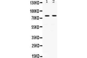 Observed bind size: 77KD (Transferrin Antikörper  (N-Term))