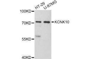 Western blot analysis of extracts of various cell lines, using KCNK10 Antibody (ABIN5998040) at 1:3000 dilution. (KCNK10 Antikörper)