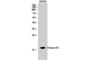 Western Blotting (WB) image for anti-Histone 3 (H3) (Lys471) antibody (ABIN3180090) (Histone 3 Antikörper  (Lys471))