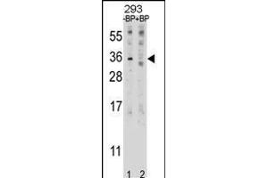 Western blot analysis of EBI3 Antibody (C-term) Pab (ABIN1881277 and ABIN2838993) pre-incubated without(lane 1) and with(lane 2) blocking peptide in 293 cell line lysate. (EBI3 Antikörper  (C-Term))