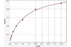 CAMK2B ELISA Kit