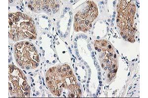 Immunohistochemical staining of paraffin-embedded Human Kidney tissue using anti-ACY1 mouse monoclonal antibody. (Aminoacylase 1 Antikörper)