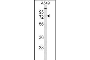 GBP3 Antibody (C-term) (ABIN1537415 and ABIN2849935) western blot analysis in A549 cell line lysates (35 μg/lane). (GBP3 Antikörper  (C-Term))