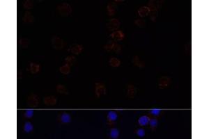 Immunofluorescence analysis of THP-1 cells using SIGLEC3/CD33 Polyclonal Antibody at dilution of 1:100. (CD33 Antikörper)