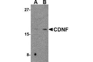 Western Blotting (WB) image for anti-Cerebral Dopamine Neurotrophic Factor (CDNF) (C-Term) antibody (ABIN1030330) (CDNF Antikörper  (C-Term))
