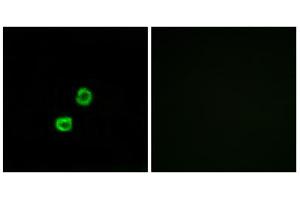 Immunofluorescence analysis of MCF-7 cells, using GCNT7 antibody. (GCNT7 Antikörper  (C-Term))