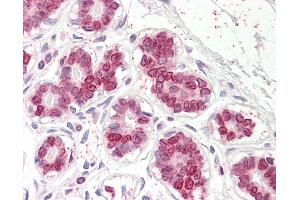 Anti-UBASH3A antibody IHC of human breast.