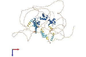 MYBL1 Protein (AA 1-752) (His tag)