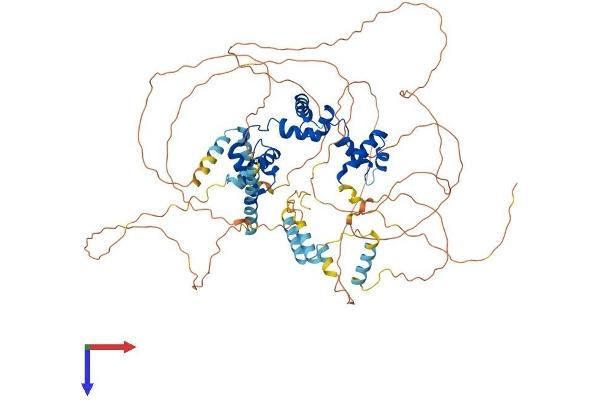 MYBL1 Protein (AA 1-752) (His tag)