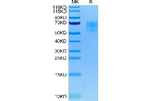 Biotinylated Human TPBG on Tris-Bis PAGE under reduced condition. (TPBG Protein (AA 32-355) (His-Avi Tag,Biotin))
