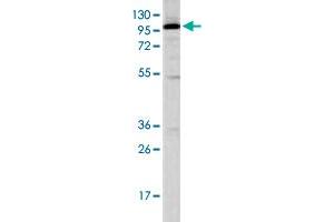 Western blot analysis of K-562 cell lysate (35 ug/lane) with STAT2 polyclonal antibody .