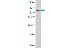 Western Blot detection against Immunogen (78. (TRKB Antikörper  (AA 1-477))