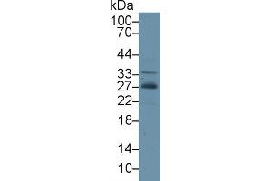 Western Blot; Sample: Human Hela cell lysate; Primary Ab: 2µg/ml Rabbit Anti-Gallus ADP Antibody Second Ab: 0. (ADIPOQ Antikörper  (AA 32-244))