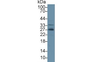 Western Blot; Sample: Human Hela cell lysate; Primary Ab: 2µg/ml Rabbit Anti-Gallus ADP Antibody Second Ab: 0.